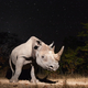 Illustration for article titled Natures Candids: The Best Wildlife Camera-Trap Photography Of 2014